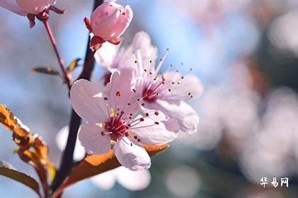 桃花位置|桃花位怎么找，五大方法轻松解密